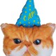 13491 Шар Фигура, Котик в колпачке
